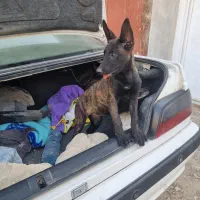 واگذاری توله مالینویز نگهبان|سگ|شیراز, نصرآباد|دیوار