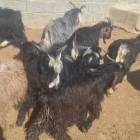 نربز.   بزغاله. .بز