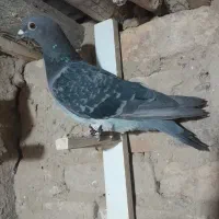 کفتر بدرنگ پلاکی