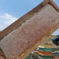 عسل کوهی،بهارنارنج،گون،جنگلی