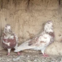 کبوتر پرشی و زاغ یک اتم گرگی|پرنده|انزل, |دیوار