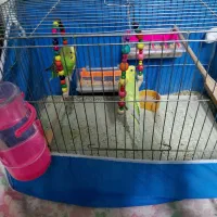 دوتا مرغ عشق نر بالغ