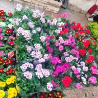 خدمات باغبانی سم پاشی سرتاسر تهران|خدمات باغبانی و درختکاری|تهران, گلستان (شهرک راه آهن)|دیوار