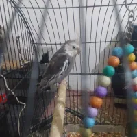 یک جفت عروس هلندی بالغ‌دونه500