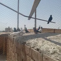 کفتر خوب اس|پرنده|سبزوار, کلاته سیفر|دیوار