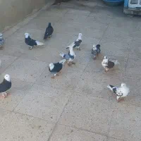 ۱۵تا کبوتر غریبگیر