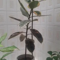 گل های طبیعی