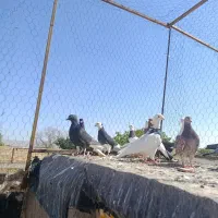 کبوتر طوقی،دم‌سفید
