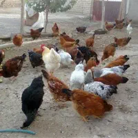 100عدد مرغ محلی