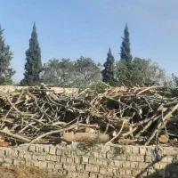 خریدار چوب تر و خشک|خدمات باغبانی و درختکاری|پارسآباد, |دیوار