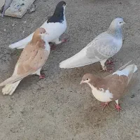 ساده کفتر