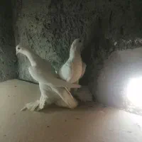 کبوترالوان|پرنده|تبریز, |دیوار