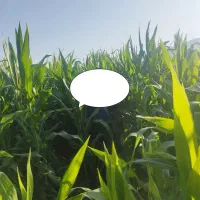 ذرت علوفه ای