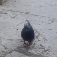 کبوتر تک پروچندتاشهرستانی