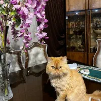 پرشین گُلد عقیم شده واکسن زده شده