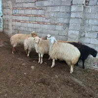 ۶عددگوسفندآبستن جوان|حیوانات مزرعه|مشگین شهر, |دیوار