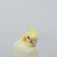 عروس هلندی گم شده خورموج