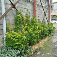 خریدار برگ سیکاس|خدمات باغبانی و درختکاری|تنکابن, |دیوار