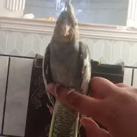 عروس هلندی دستی