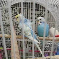 پرنده زینتی|پرنده|شاهرود, |دیوار