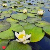 جزیزه خانه ای در آب|فروش خانه و ویلا|تهران, هفت چنار|دیوار