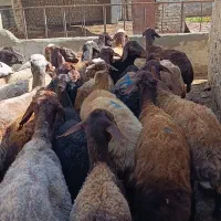 38راس گوسفند آبستن سنگین سونوگرافی|حیوانات مزرعه|سیمین شهر, |دیوار