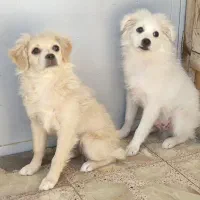 سگ نژاد اشپیتز