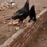 بوقلمون جوان و خروس مرندی وگردن لخت