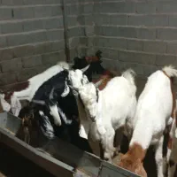 تیشتر درجه یک کهره بز|حیوانات مزرعه|سعدآباد, |دیوار