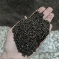 فروش عمده چای گیلان مستقیم از کارخانه