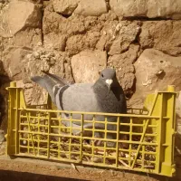 پلاکی درجه یک|پرنده|حمیل, |دیوار