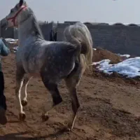 اسب|اسب و تجهیزات اسبسواری|شاهینشهر, نسیم ۵|دیوار