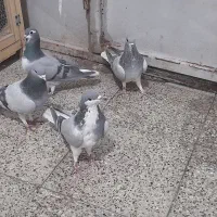 کبوتر دمگیر خرقه وپلاکی مسافتی|پرنده|برخوار, |دیوار