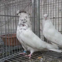 کبوتر تهرانی|پرنده|خمینیشهر, |دیوار