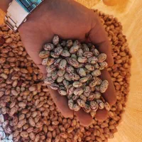 لوبیا چیتی (گو چیتی) و (زنجان)