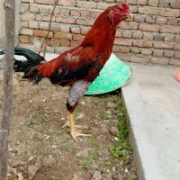 خروس لاری اصیل