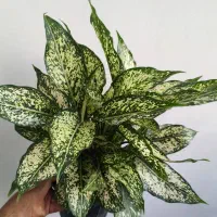 گل های زیبا و زینتی مخصوص آپارتمانی