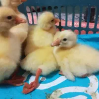 جوجه قو غاز اکراینی و افریقایی