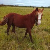 اسب نر کرُند ۴ ساله|اسب و تجهیزات اسبسواری|رودسر, |دیوار