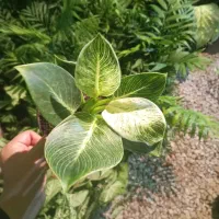 گل برای روز مادر|گل و گیاه طبیعی|امیدیه, |دیوار