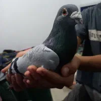 کبوتر سبز المانی|پرنده|مشهد, توس (بلوار توس)|دیوار