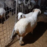 کاور پروار|حیوانات مزرعه|کارزان, |دیوار