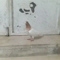 طوقی های درجه یک|پرنده|اردبیل, |دیوار