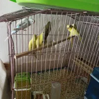 6تا مرغ عشق در رنگای مختلف دونه400