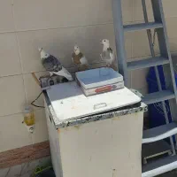 جوجه کفتر طوقی