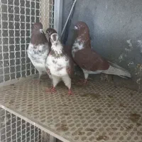 کفتر پریشی ساعت سنگین ۲۰ تا به ظمانت