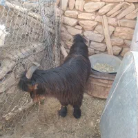 بیگ دوبری|حیوانات مزرعه|ایذه, |دیوار