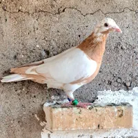 سه تا ماده کارل زرد|پرنده|شوشتر, |دیوار