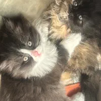 بچه گربه پرشین