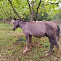 اسب نریان نیلی 4 ساله|اسب و تجهیزات اسبسواری|مرزنآباد, |دیوار